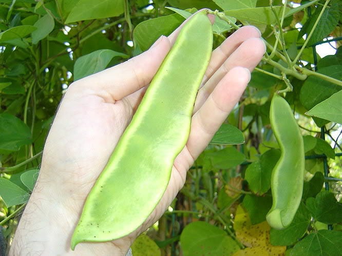 20 FORDHOOK LIMA BEAN Phaseolus Lunatus Bush Bean Vegetable Seeds