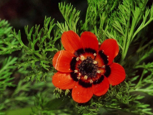 10 ADONIS PHEASANTS EYE Adonis Aestivalis Red & Black Flower Seeds