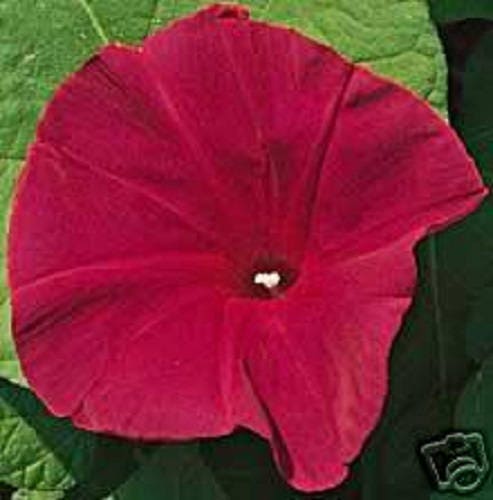 50 SCARLET O'Hara MORNING GLORY Red Ipomoea Nil Flower Vine Seeds