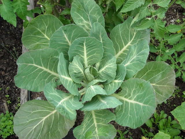 1000 GEORGIA COLLARDS (SOUTHERN or Walking Collards) Collard Greens Brassica Oleracea Acephala Vegetable Seeds