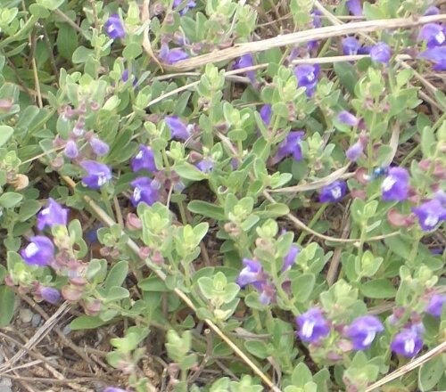 100 HOARY / DOWNY SKULLCAP Scutellaria Incana Flower Seeds