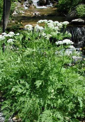 20 SWEET CICELY Myrrhis Odorata Herb Fragrant Flower Licorice Flavor Seeds