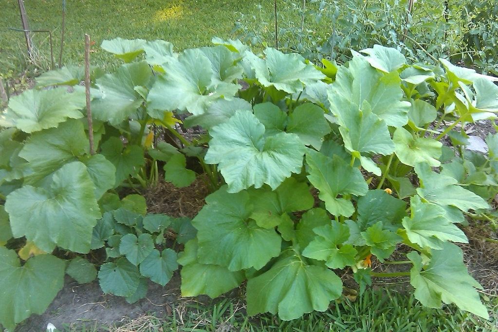 20 Green Tint BUSH SCALLOP SQUASH (Patty Pan / Paty Pan / Squanter Squash) Summer Cucurbita Pepo Vegetable Seeds