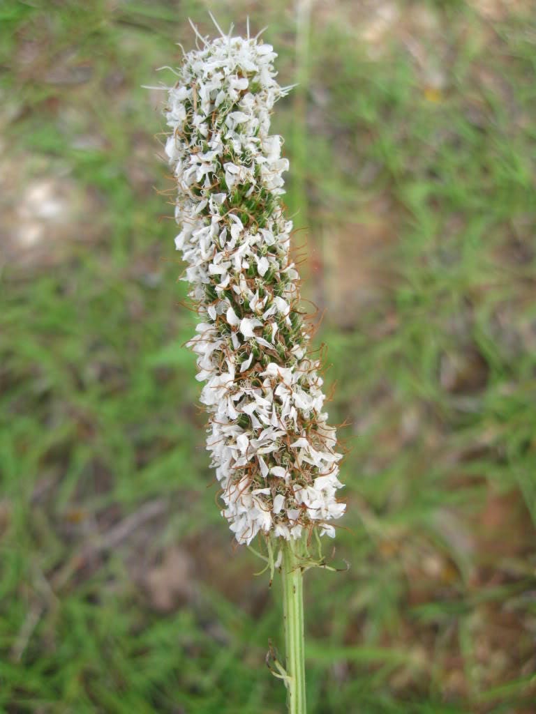 1000 WHITE PRAIRIE CLOVER Dalea Candida Flower Seeds