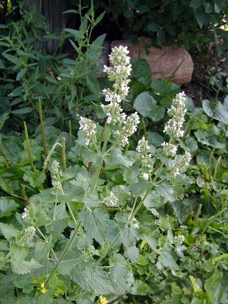 200 Lemon Lemony Catnip Nepeta Cataria Citrodoria Herb Flower Seeds