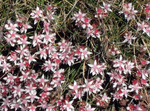 50 SEASTAR / WIDOWS Cross SEDUM Sea Star Stonecrop Sedum Pulchellum Flower Seeds