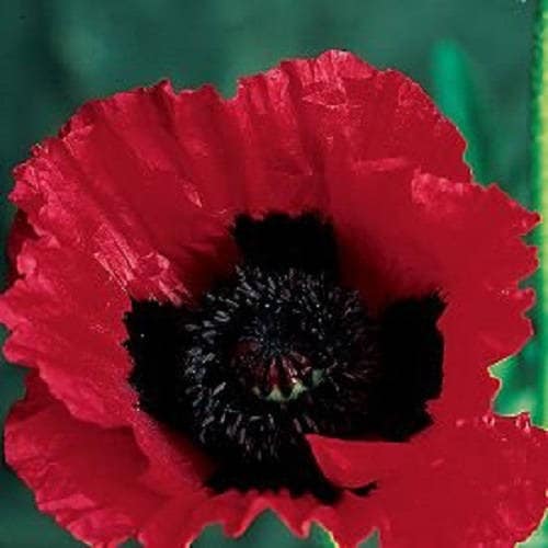 100 BEAUTY Of Livermere ORIENTAL POPPY Papaver Orientale Flower Seeds