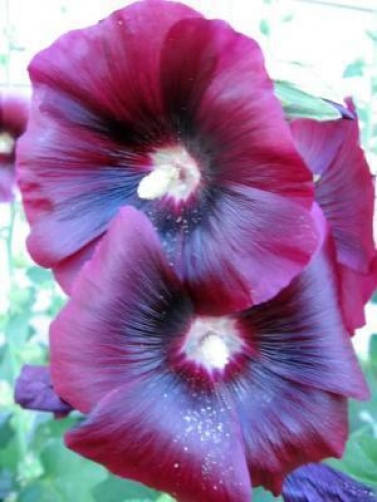50 Mixed Colors HOLLYHOCK KING HENRY Viii Mix Alcea Rosea Flower Seeds