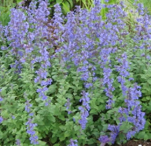 50 Blue CATMINT Nepeta Mussinii HERB Flower Seeds