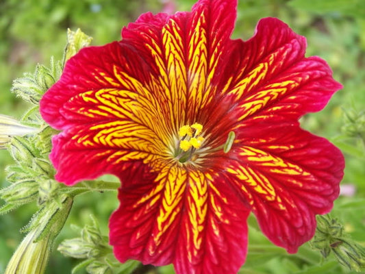 200 Mixed Colors PAINTED TONGUE (Velvet Trumpet Flower) Salpiglossis Grandiflora Virgiana Flower Seeds