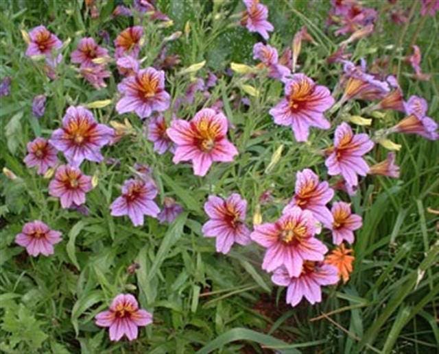 200 Mixed Colors PAINTED TONGUE (Velvet Trumpet Flower) Salpiglossis Grandiflora Virgiana Flower Seeds