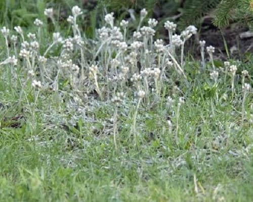 150 White PUSSYTOES Cats Paws Antennaria Flower Seeds