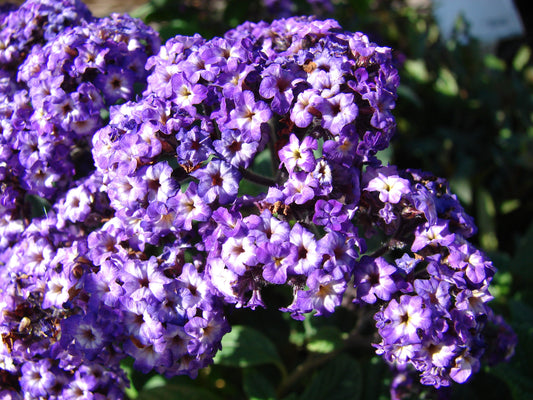 50 Blue MARINE HELIOTROPE Heliotropium Arborescens Flower Seeds