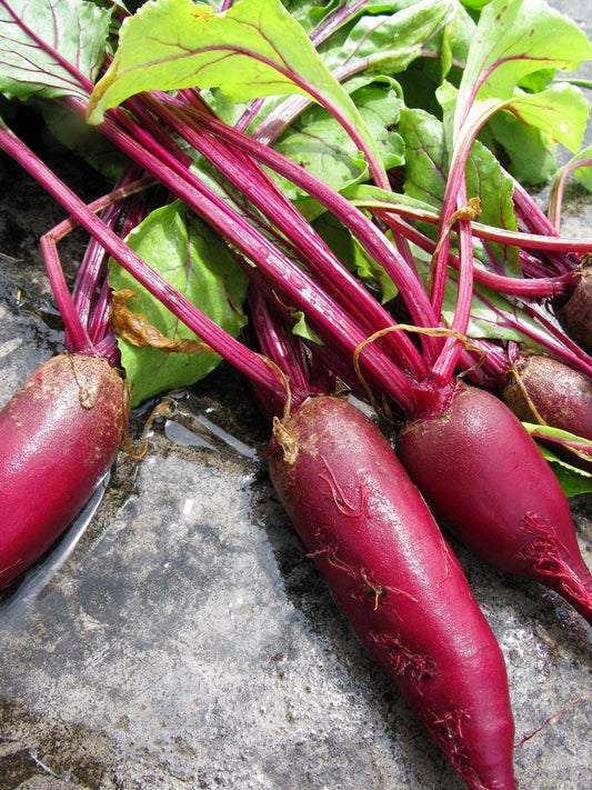 250 CYLINDRA BEET Beta Vulgaris Vegetable Seeds