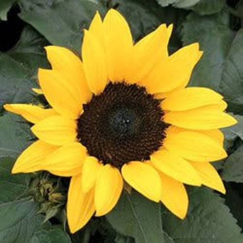 30 INCREDIBLE DWARF SUNFLOWER Helianthus Annuus Flower Seeds ...