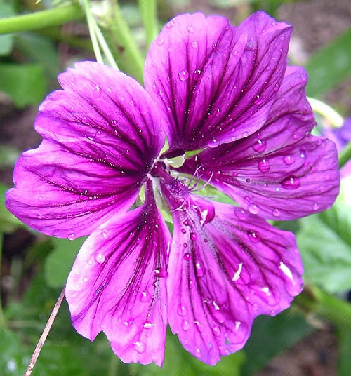 20 MAURITANIAN MALVA Mallow Malva sylvestris var. mauritania Flower Seeds