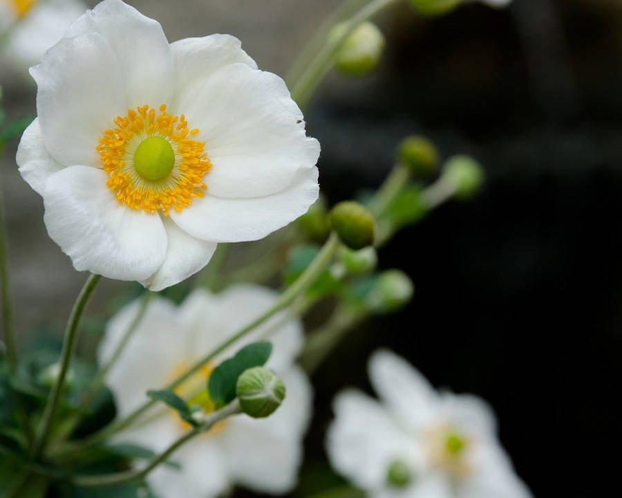 250 PERSIAN WHITE POPPY Papaver Somniferum Flower Seeds