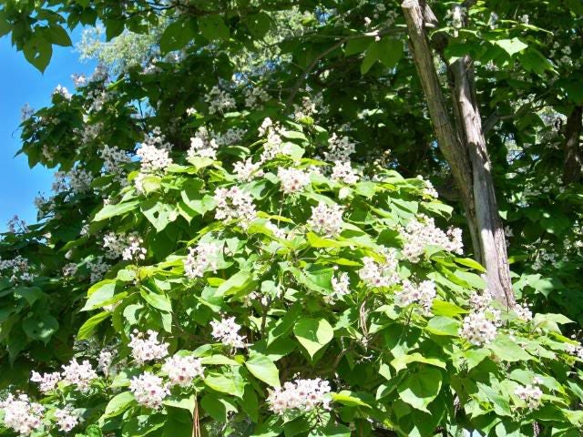 50 Flowering NORTHERN CATALPA Speciosa TREE Seeds (aka Western Catalpa or Catawba / Indian Cigar / Fish-Bait)