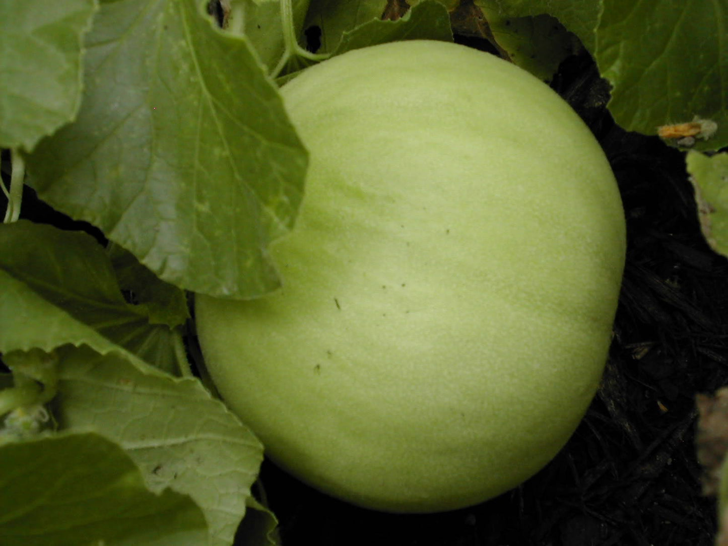 150 HONEYDEW GREEN FLESH Cucumis Melo Inodorus Melon Fruit Seeds