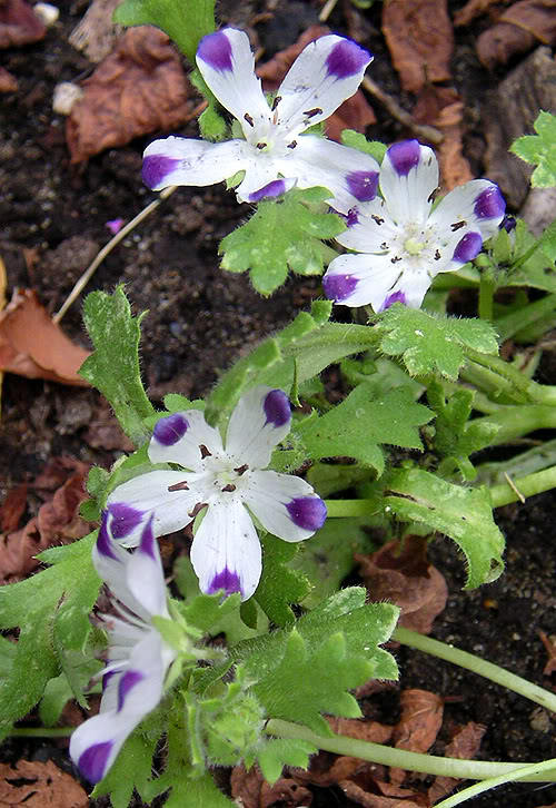 750 FIVE SPOT Nemophila Maculata White & Purple Flower Seeds