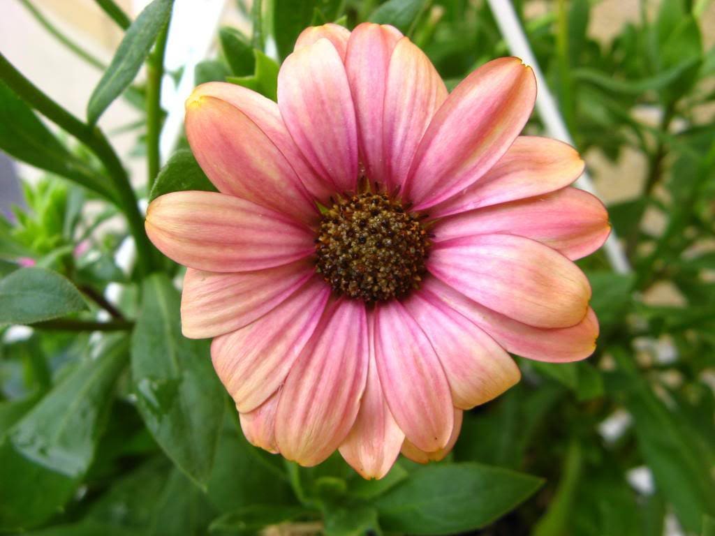 25 SALMON AFRICAN DAISY Dimorphotheca Sinuata Apricot Flower Seeds