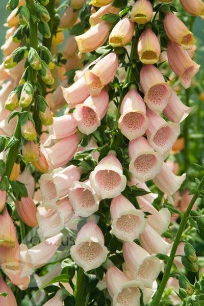 250 APRICOT BEAUTY FOXGLOVE Digiitalis Purpurea Flower Seeds