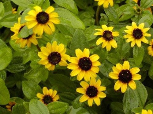 150 YELLOW CREEPING ZINNIA Sanvitalia Procumbens Seeds