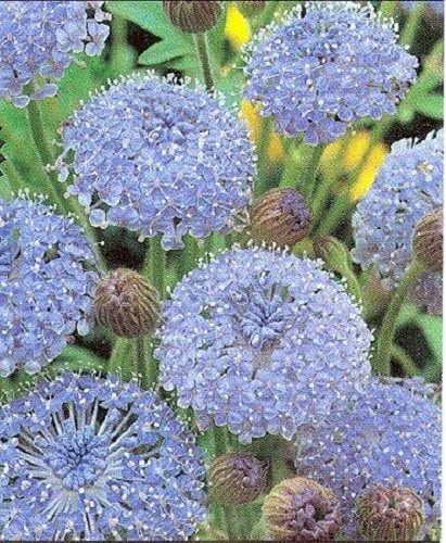 100 Organic BLUE LACE FLOWER aka Didiscus & Island Daisy Trachymene Coerulea Flower Seeds