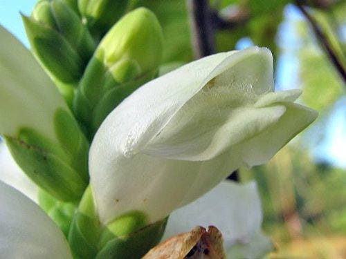 50 WHITE TURTLEHEAD Chelone Glabra Flower Seeds