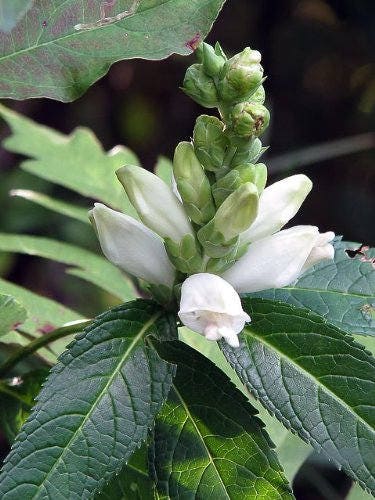 50 WHITE TURTLEHEAD Chelone Glabra Flower Seeds