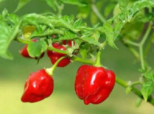 50 Hot RED HABANERO PEPPER Capsicum Chinense Vegetable Seeds