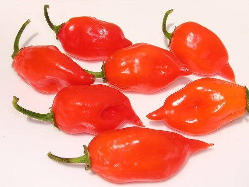 50 Hot RED HABANERO PEPPER Capsicum Chinense Vegetable Seeds