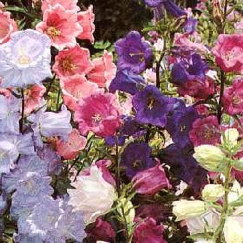 150 Mixed Colors CUP & SAUCER (Canterbury Bells) Campanula Medium Flower Seeds