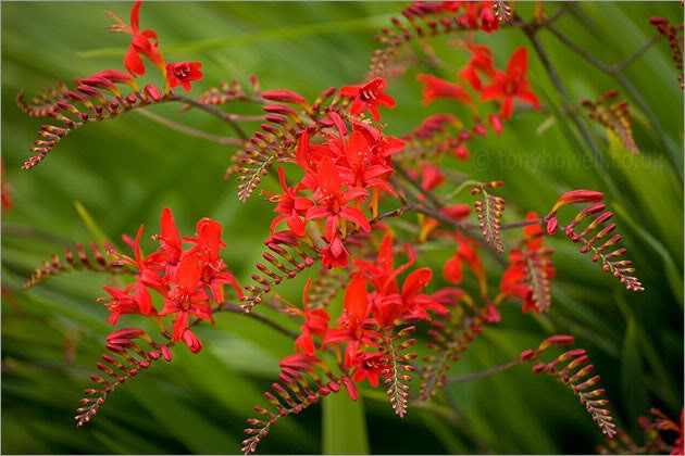 10 RED LUCIFER CROCOSMIA Crocosmia Masoniorum Flower Seeds