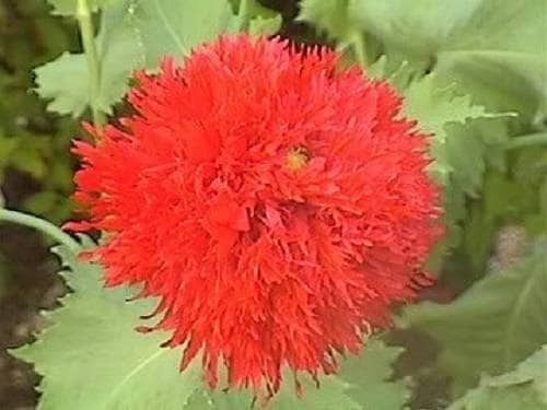 100 Red OASE PEONY POPPY Papaver Peoniflorum Double Flower Seeds