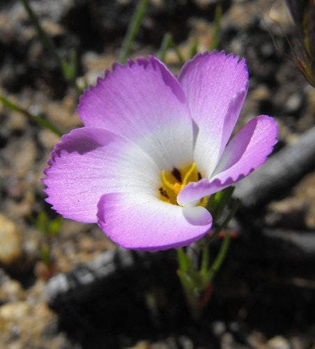 1000 MOUNTAIN PHLOX (California Phlox) Linanthus Grandiflorus Flower Seeds