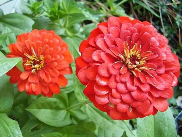 250 Red CHERRY QUEEN ZINNIA Elegans Flower Seeds