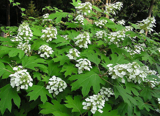 40 White OAK LEAF HYDRANGEA Quercifolia Shrub Flower Seeds