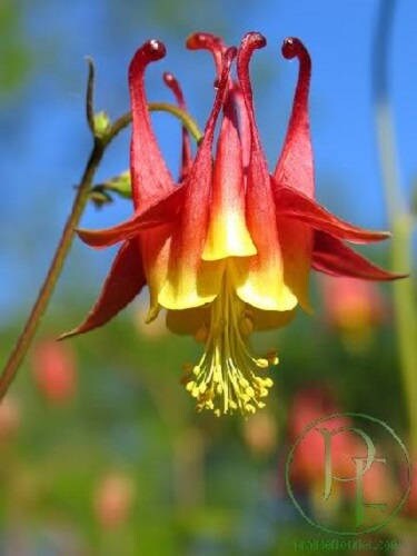 100 WILD/ CANADIAN COLUMBINE Aquilegia Canadensis Flower Seeds