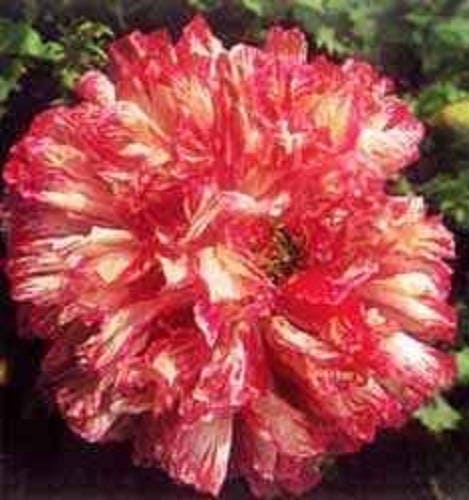 100 Flemish Antique PEONY POPPY MIXED Colors  Papaver Peoniflorum Flower Seeds