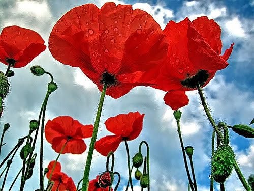 500 ORIENTAL RED Mix POPPY Papaver Orientale Flower Seeds