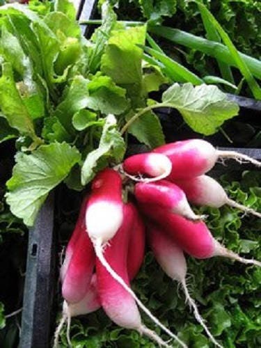 750 FRENCH BREAKFAST RADISH Raphanus Sativus Vegetable Seeds