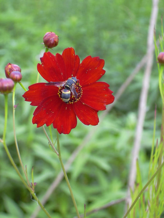 500 RED Dwarf PLAINS COREOPSIS Coreopsis Tinctoria Flower Seeds