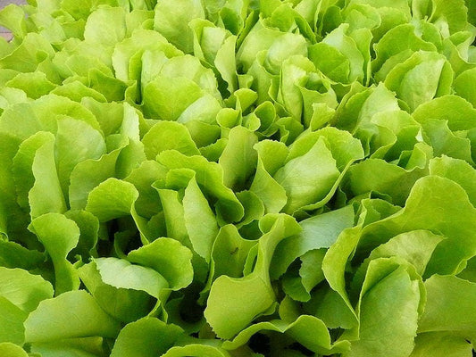 3000 Loose Leaf Green GRAND RAPIDS LETTUCE Lactuca Sativa Vegetable Seeds