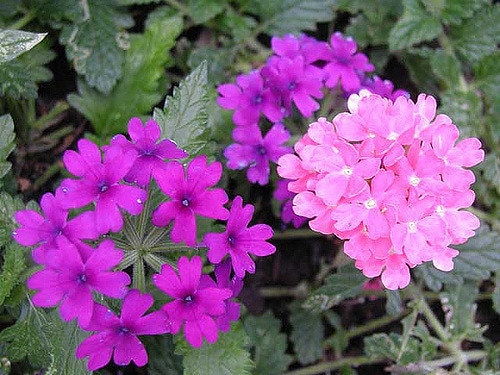 200 Pink & Purple MOSS VERBENA Verbena Tenuisecta Fragrant Hummingbird Flower Seeds