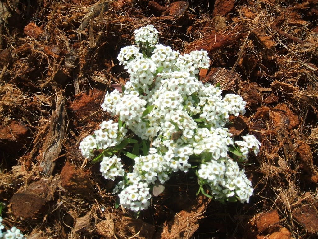 1000 WHITE SWEET ALYSSUM Carpet Of Snow Lobularia Maritima Flower Seeds