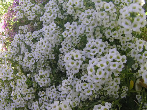 1000 WHITE SWEET ALYSSUM Carpet Of Snow Lobularia Maritima Flower Seeds