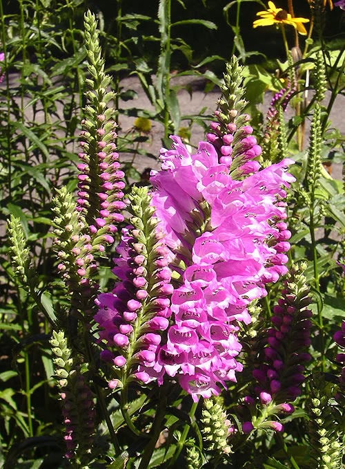 50 PINK Showy OBEDIENT PLANT (False Dragon Head) Physostegia Virginiana Flower Seeds