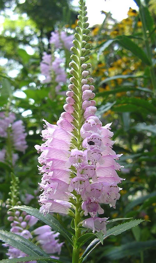 50 PINK Showy OBEDIENT PLANT (False Dragon Head) Physostegia Virginiana Flower Seeds