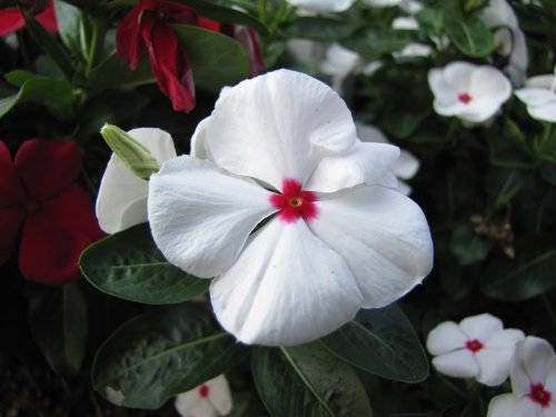 100 DWARF Little MIX PERIWINKLE / Vinca Rosea Flower Seeds